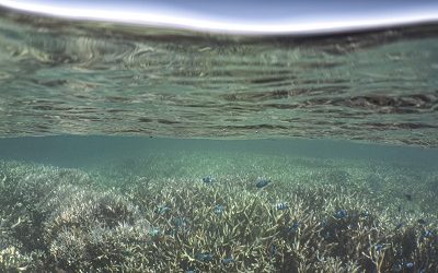 International collaboration to help predict future coral bleaching events